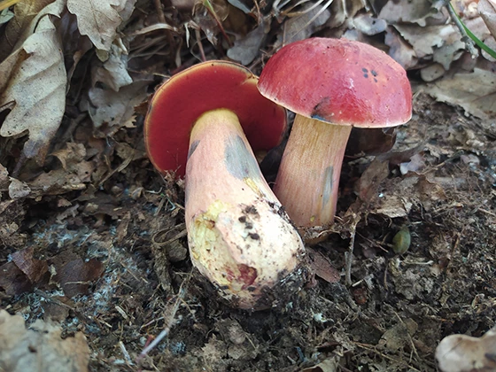 Neoboletus Praestigiator mushrooms