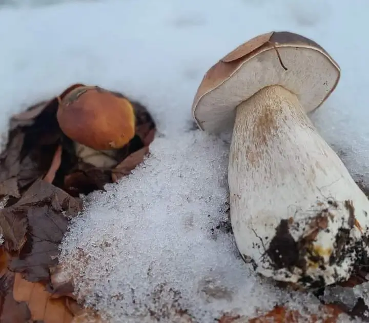 porcini mushroom in snow