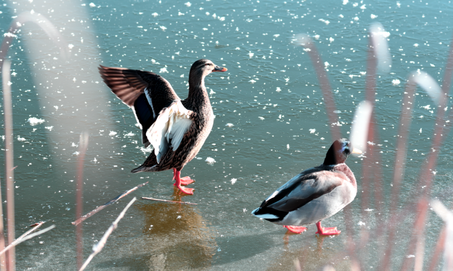 Mallards on a frozen lake